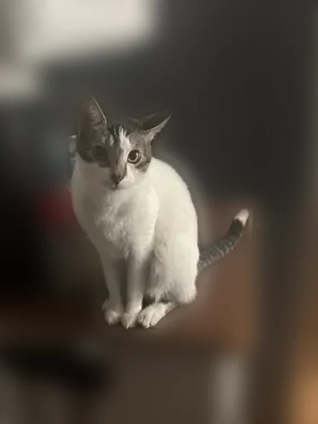 Lost cat, Hartline Drive, 2828, Rochester Hills - male, white, calm, friendly - photo