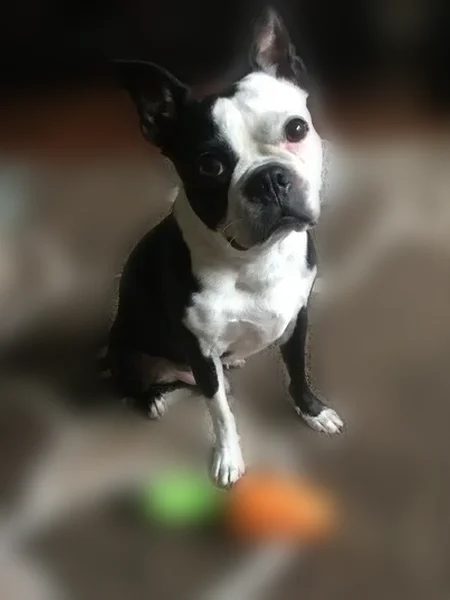 Lost dog, Landry Road, 6617, Duson, Arlington - male Boston terrier - photo