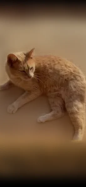 Lost cat, Danny Smart Road, 376, Cornelia, Clarkesville - male, chunky - photo