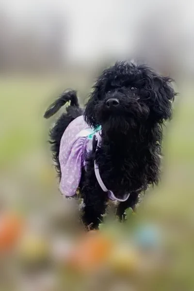 Lost dog, MO 21, 17118, Potosi - female, fully black Havanese poodle - photo