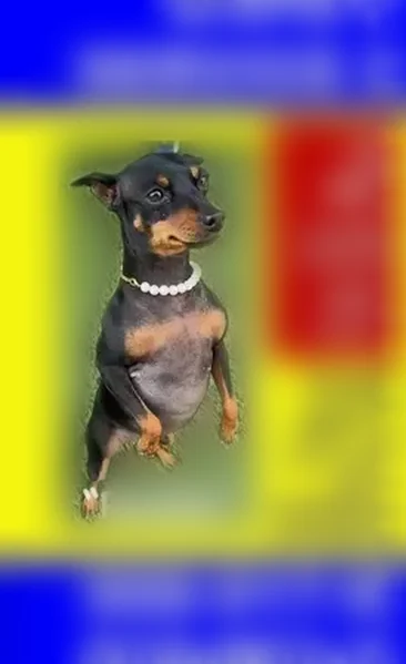 Lost dog, female, Dreahook Road, 25, Readington Township, White House Station - flea collar - photo