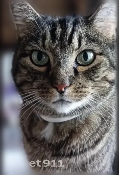Lost cat, Fenwick Drive, 6809, Louisville - female, gray white and black tabby with distinctive stripes - photo