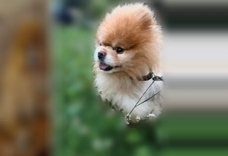 Lost dog, North Rockwell Street, 5755, Chicago - Pomeranian, male - photo