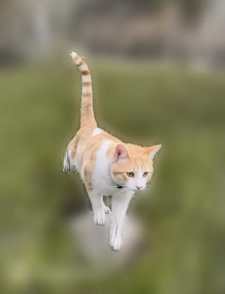 Lost cat, Granite Way, 3872, Topaz Ranch Estates - male orange tabby - photo