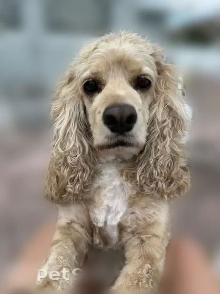 Lost dog, Southwest 46th Circle, 15579, Marion Oaks - male - photo