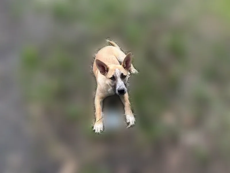 Lost dog, female, Utah Road, Good Hope - young, with a long scar on her left shoulder - photo