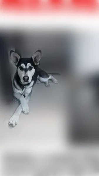 Lost dog, San Juan Drive, 3378, Las Vegas - male - photo