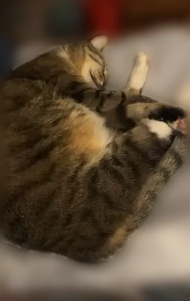 Lost cat, East 68th Street, 253, Kansas City - male tabby with white paws and chest - photo