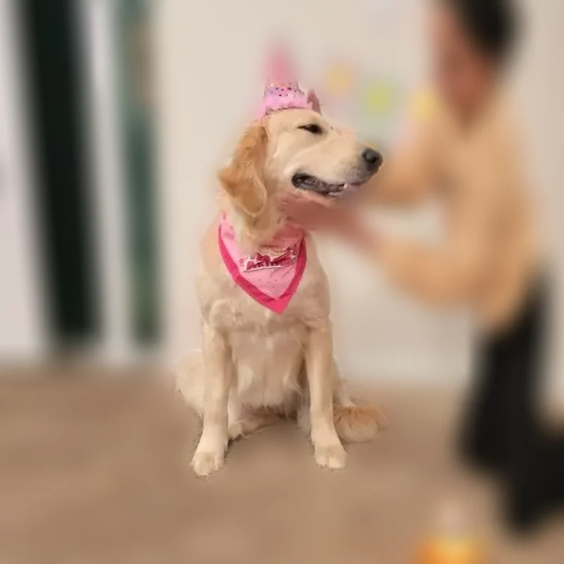 Lost dog, Gina Lane, 253, Davenport - female, pink collar, green bandana - photo