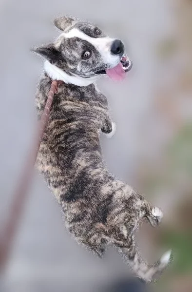 Found dog, North Bryant Avenue, 6409, Edmond - brindle and white coat - photo