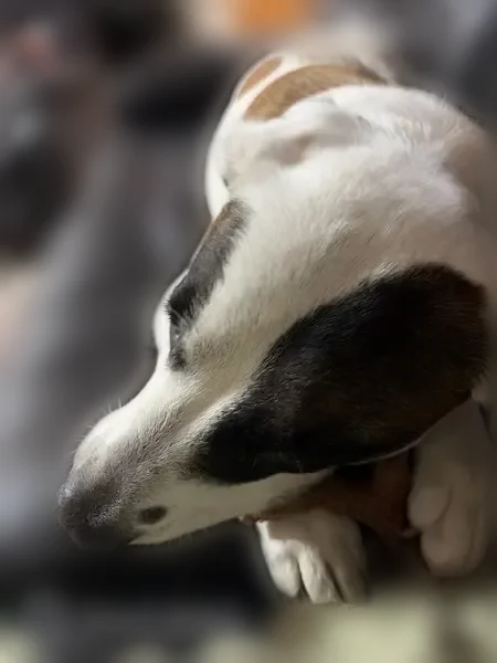 Lost dog, Atascocita Road, 2627, Humble - male, mixed breed - photo