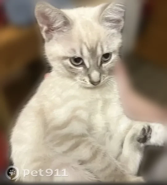 Lost cat, Liberty Lane, 130, Whitney - lilac point Siamese, white fur, gray stripes - photo