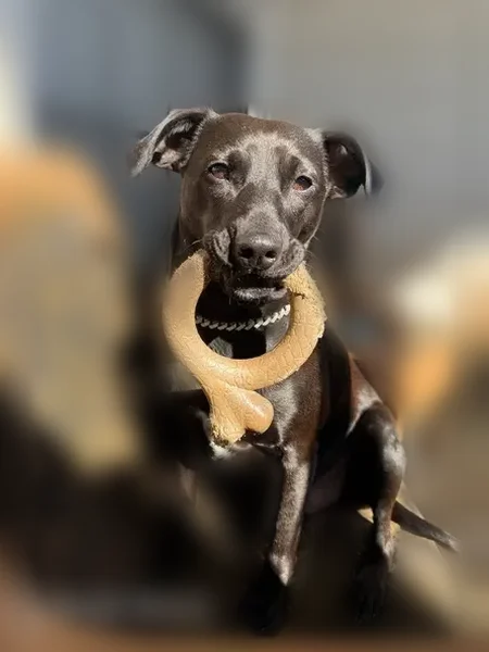 Lost dog, Mountain View Apartment, Colorado Springs - male, lab mix - photo