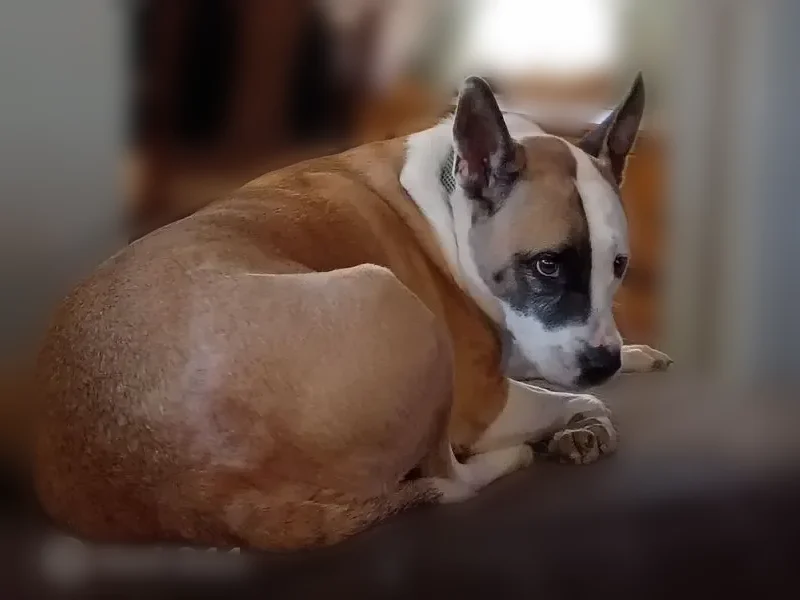 Lost dog, Memphis Avenue, 4103, Cleveland - male, tan and white pit terrier - photo