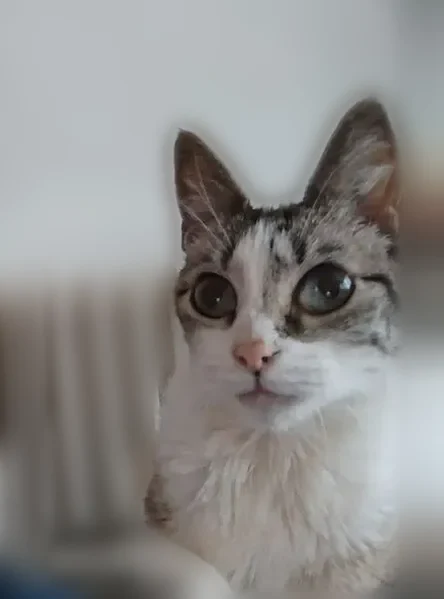 Chat perdu, Avenue de la Solidarité, Juvisy-sur-Orge - chatte stérilisée et pucée - photo