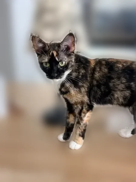 Lost cat, female, East Stacey Road, Queen Creek - photo