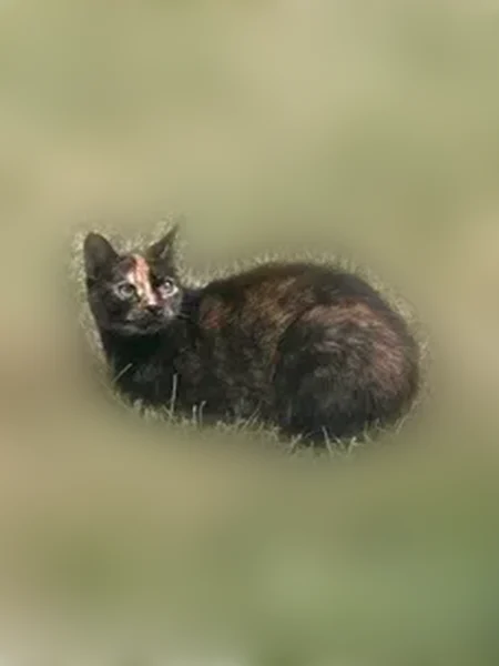 Lost cat, East Evans Creek Road, 8350, Wimer - tortoise shell calico, 11 years old - photo