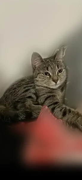 Lost cat, female, Rockford Crossing, Dover - very scared - photo