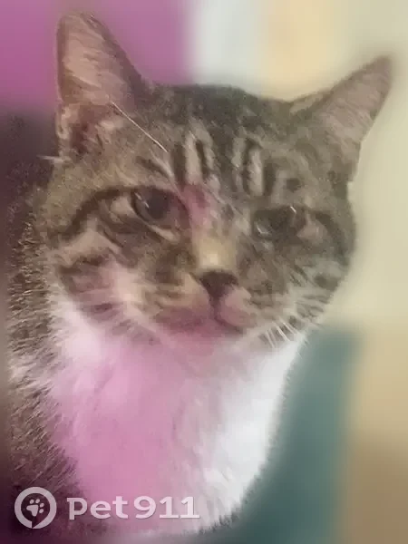 Lost cat, 5th Street Northwest, 655, Elk River - male tabby with white paws - photo