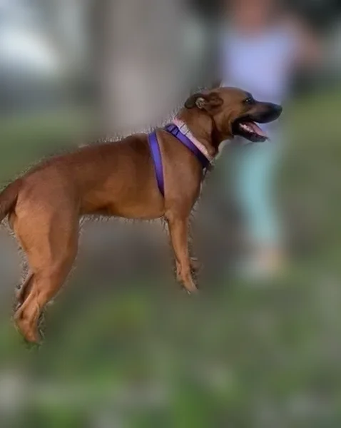 Lost dog, Grafton Street, Houston — female, chopped tail - photo