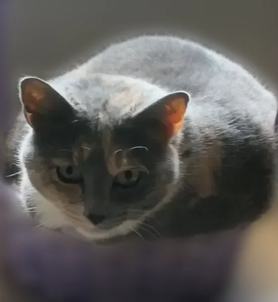 Lost cat, Braden Oak Court, 1921;1913;1901;1923;1911, Knoxville - female - photo