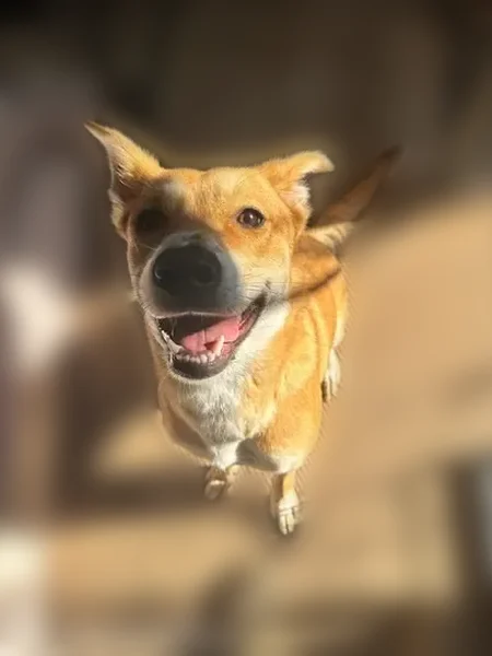 Found dog, San Antonio - female, very sweet, knows how to sit and lay down - photo