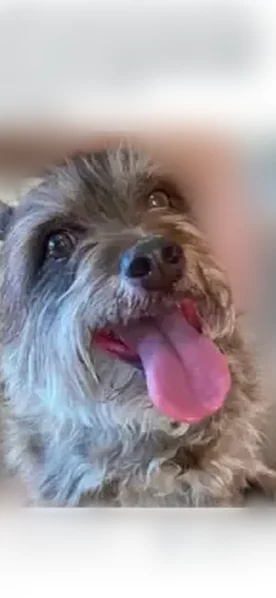 Found dog, female, West Beryl Avenue, 4546, Glendale - photo