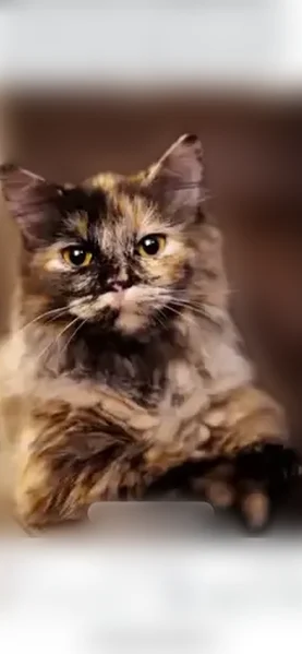 Lost cat, Telluride Circle, 111, Madison - female, shaved, tortie - photo