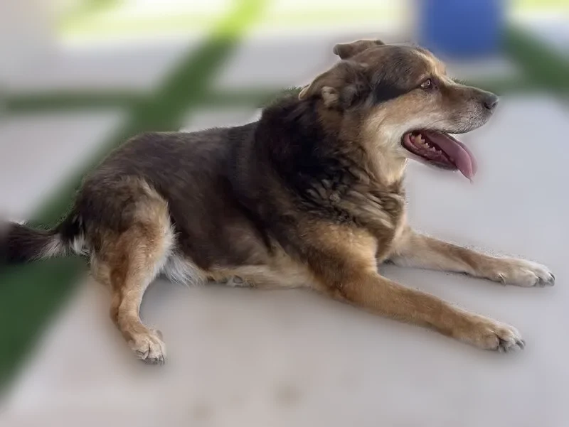 Found dog, Quaker Avenue, 13977, Lubbock - male, brown with black and white - photo