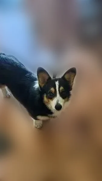 Lost dog, Hiland Avenue, 2201, Burley - very friendly, name Chewy - photo