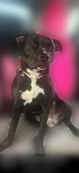 Lost dog, Chester, Pennsylvania - female, black with white on chest - photo