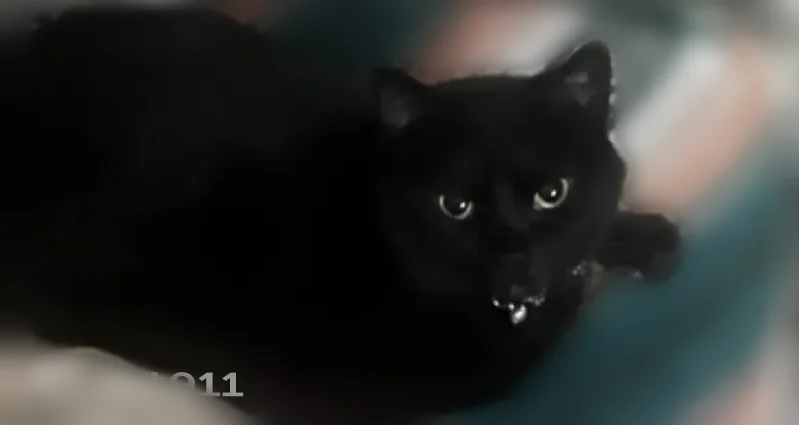 Lost cat, Paoli Pike, 2702, New Albany - female, full black, chubby house cat - photo