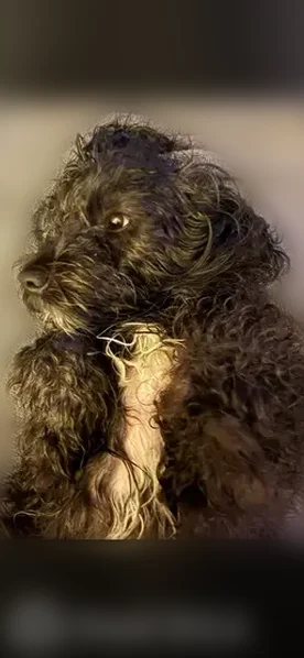 Lost dog, Brook Forest Drive, 434, South Toms River - male Shih Tzu, black with a white chest stripe - photo
