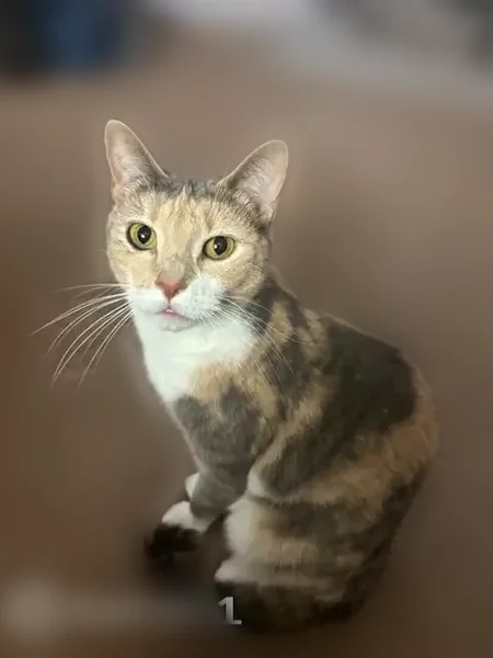 Lost cat, Burnley Lane, 416, Upper Darby, Drexel Hill - female, playful, petite - photo