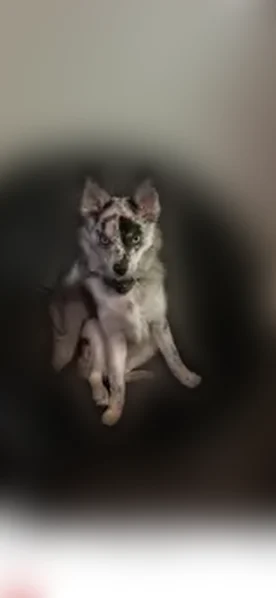 Lost dog, Carpenter Street, Milford - male - photo