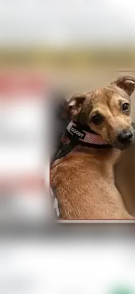 Lost dog, West Britton Road, 2950, Oklahoma City - male, very shy and very fast - photo