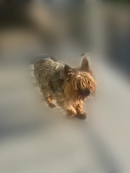 Lost dog, South Greenwood Avenue, 9023, Chicago - male - photo