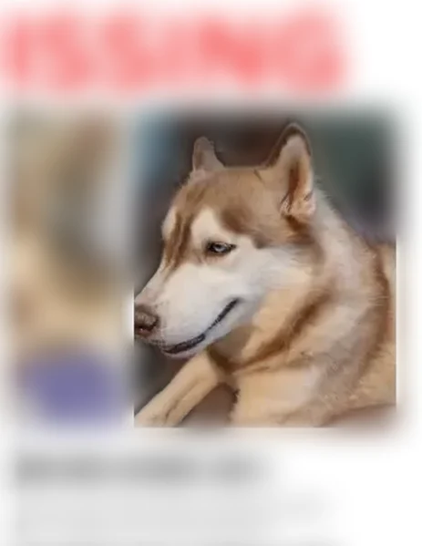 Lost dog, Pacolet, South Carolina - female - photo