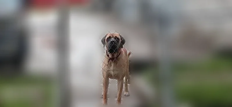 Found dog, East Blanchard Road, 22196, Blanchard - youthful mastiff - photo
