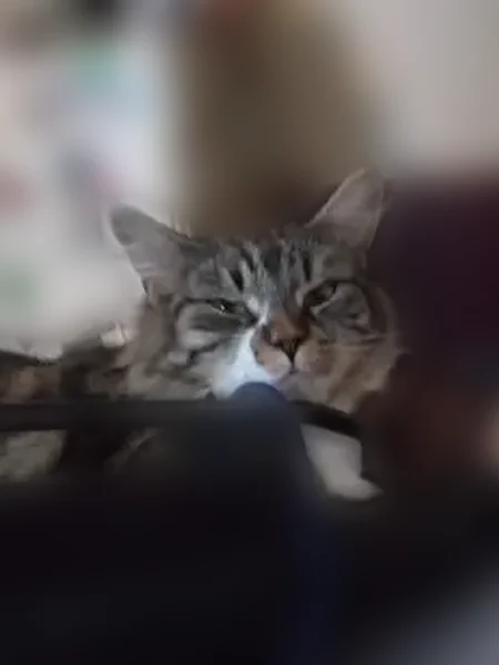 Lost cat, Scribner Boulevard, 239, Lewiston - photo