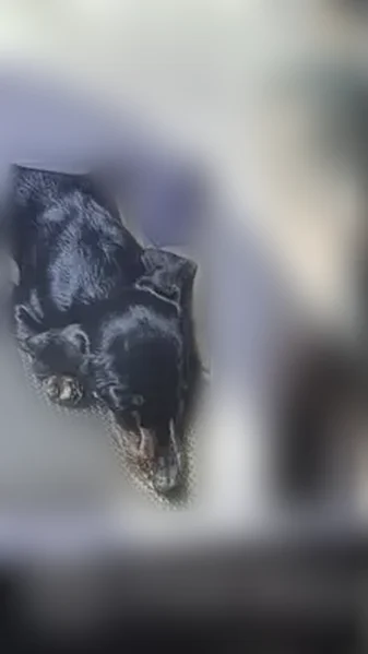 Lost dog, female, Scenic River Road, 39416, Thedford - black and tan brindle, purebred miniature dachshund - photo
