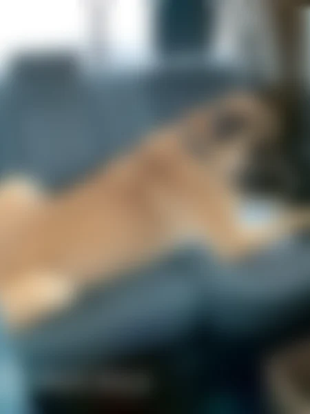 Lost dog, Tandy Court, 401, Ashland - male, large tan and black short-haired, pointy black ears - photo