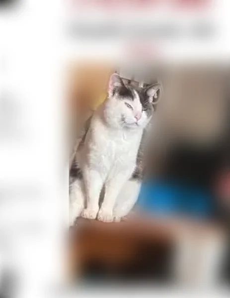 Lost cat, Daves Creek Road, 1649, Cumming - male, grey and white, injury behind left ear - photo