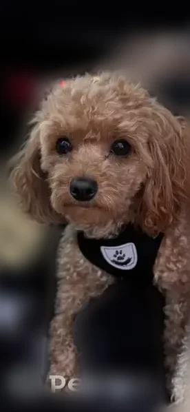 Lost dog, Lower Moreland Township, Pennsylvania, Bryn Athyn - female mini toy poodle Bella, scared and skittish - photo