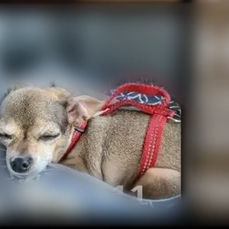 Lost dog, West 300 South, 258, Huntington - male, small, skittish - photo