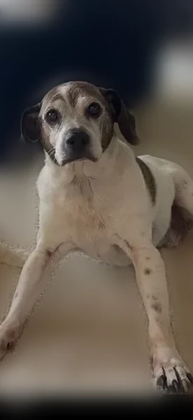 Lost dog, Parker Drive, Eden Prairie, Eden Prairie - male Beagle mix, 15 years old - photo