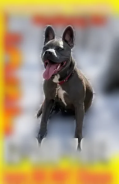 Lost dog, NJ 23, Wantage, Hamburg - male, gray blue with white chest - photo