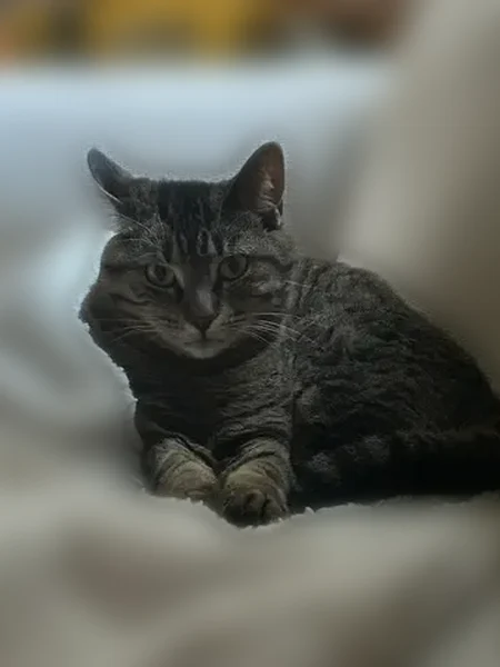Lost cat, Windsor Lane, Shakopee - female - photo
