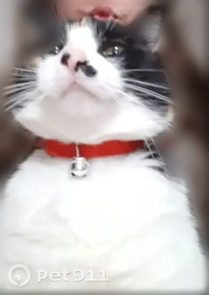 Perdue chatte femelle, Rue du Tuc-d'Éauze, Dax - collier artisanal bariolé, yeux verts - photo
