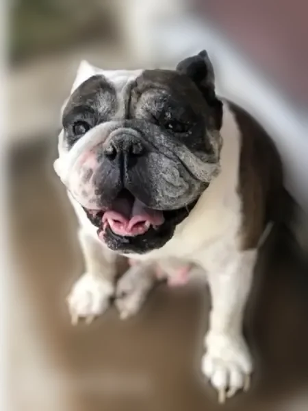 Lost dog, Bigner Road, 5279, Beaumont - female English Bulldog, microchipped - photo